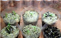 pachypodium rosulatum